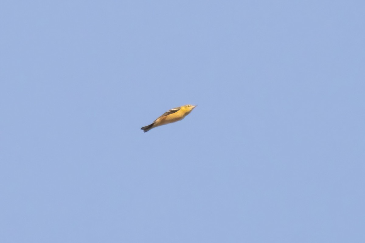 Bay-breasted Warbler - ML642191555