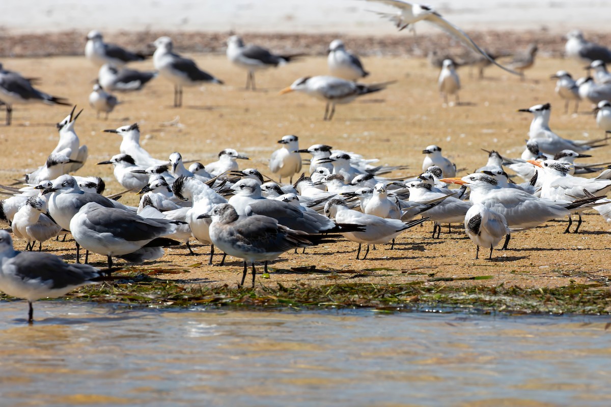 Sandwich Tern - ML642191557