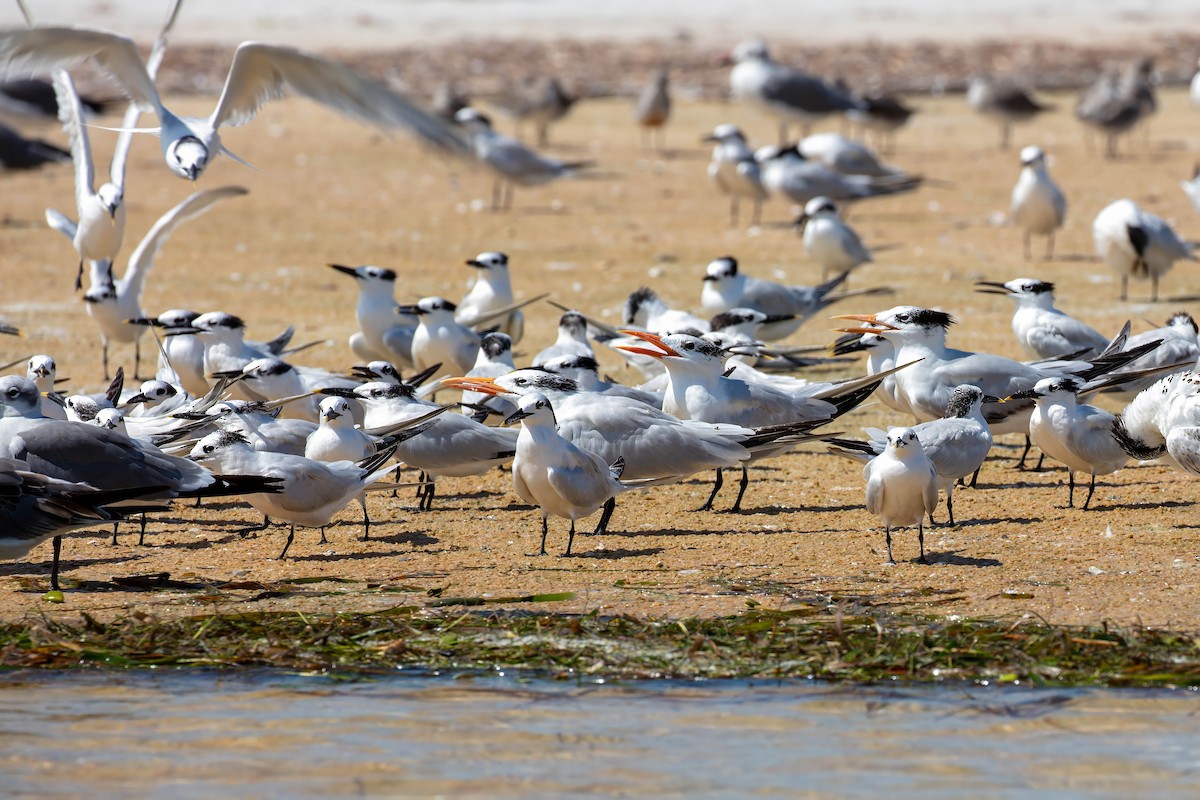 Sandwich Tern - ML642191558