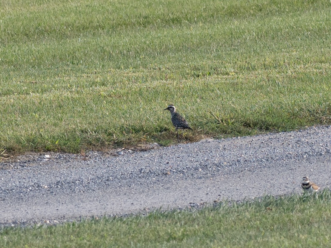 American Golden-Plover - ML642191562