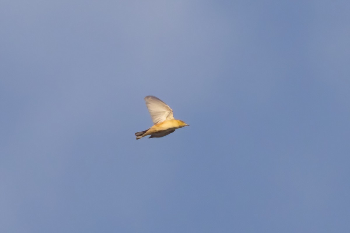 Bay-breasted Warbler - ML642191563