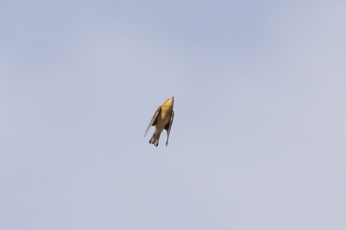Bay-breasted Warbler - ML642191565