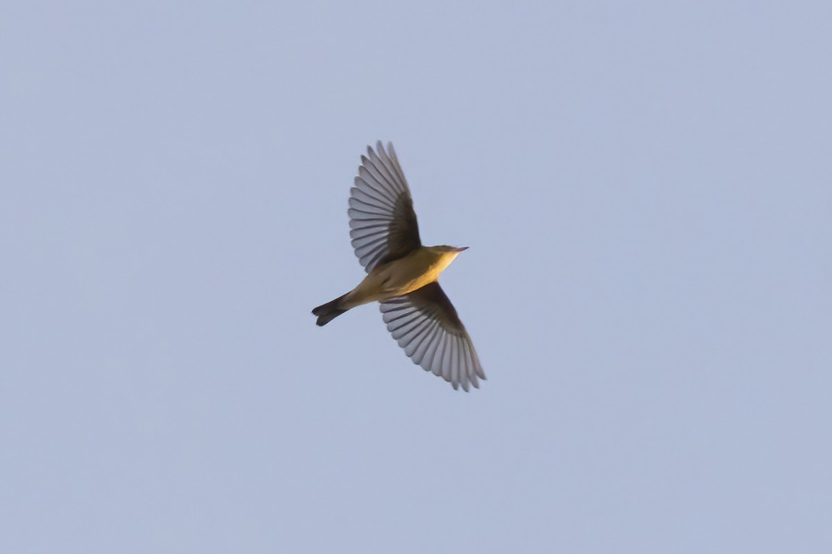 Bay-breasted Warbler - ML642191567