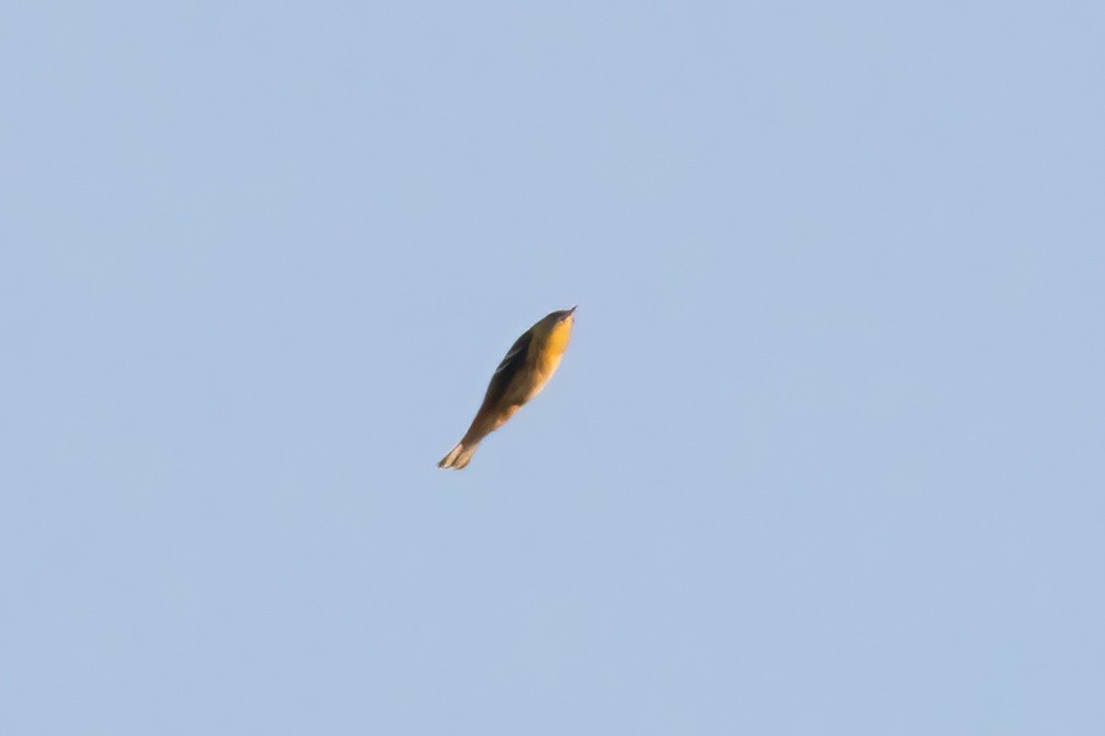 Bay-breasted Warbler - ML642191568