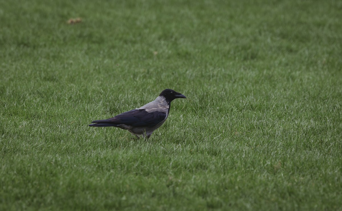 Hooded Crow - ML642191589