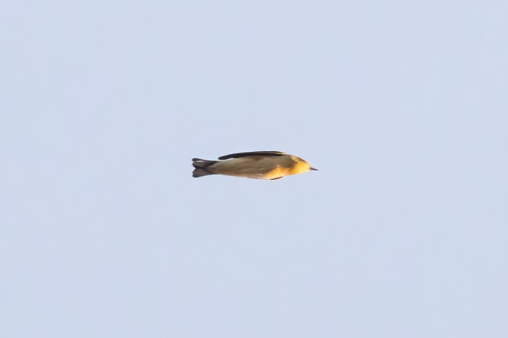 Bay-breasted Warbler - ML642191590
