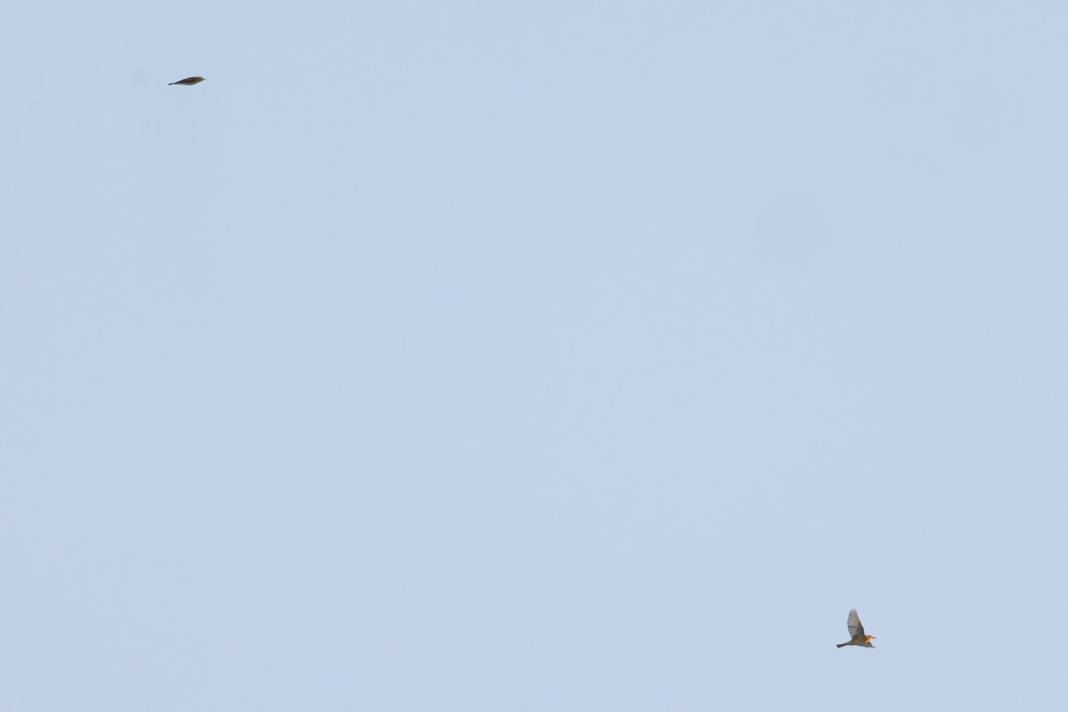 Bay-breasted Warbler - ML642191593