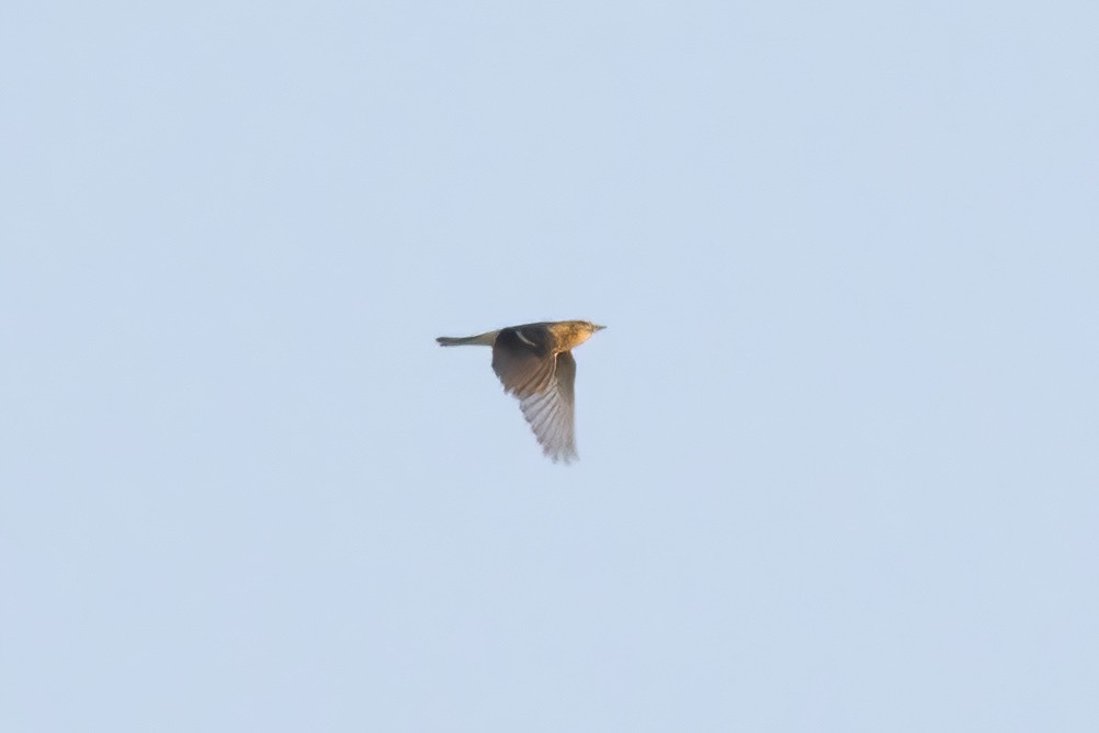 Bay-breasted Warbler - ML642191603