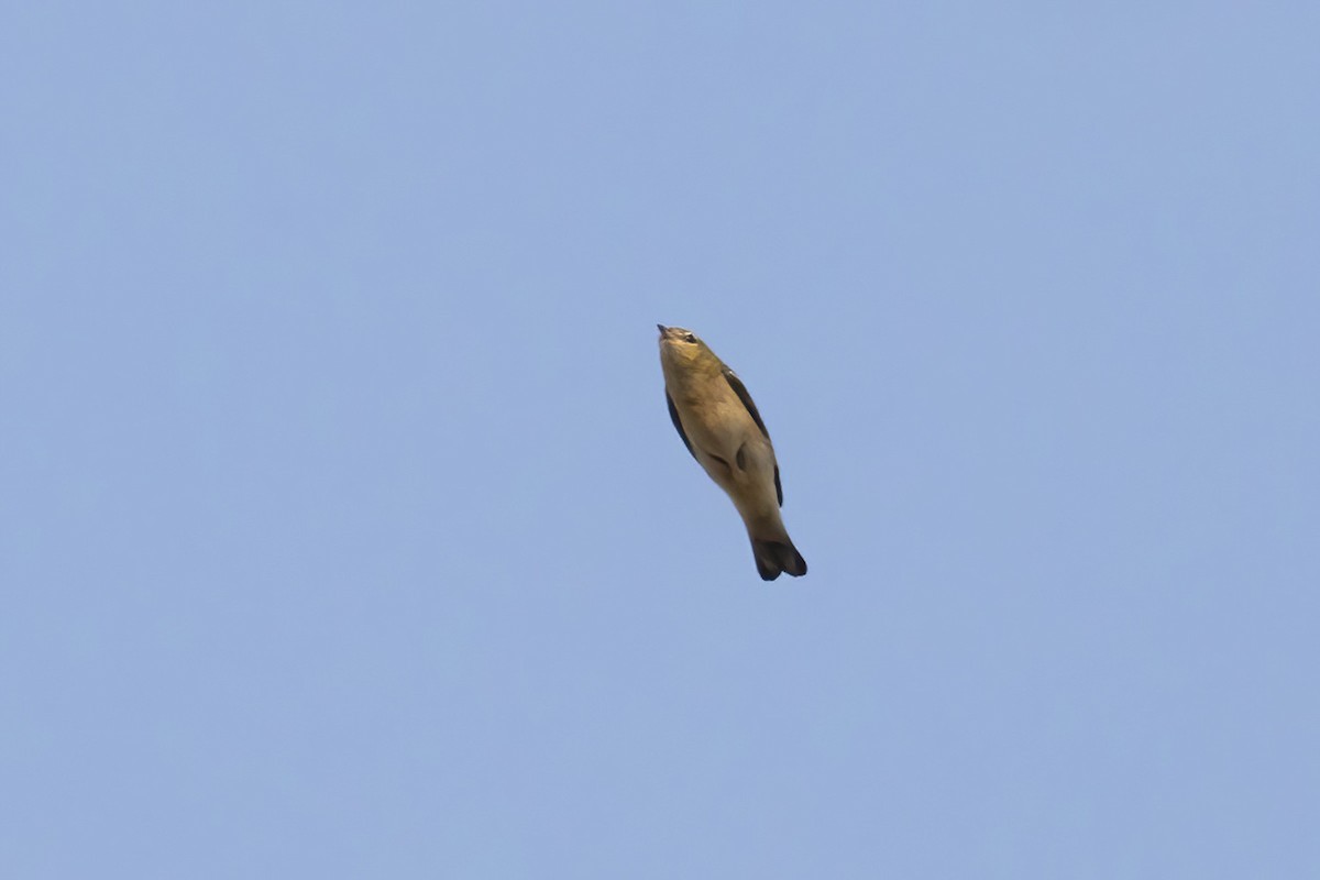 Bay-breasted Warbler - ML642191607