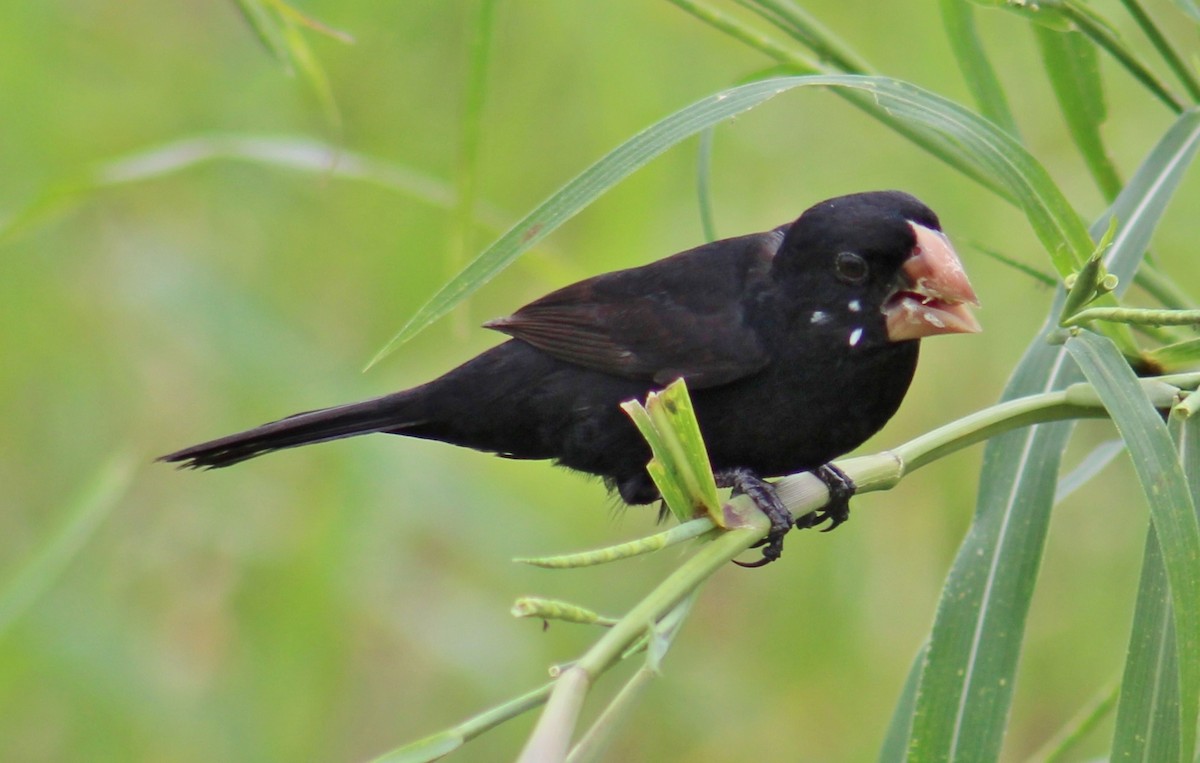 Nicaraguan Seed-Finch - ML642191615