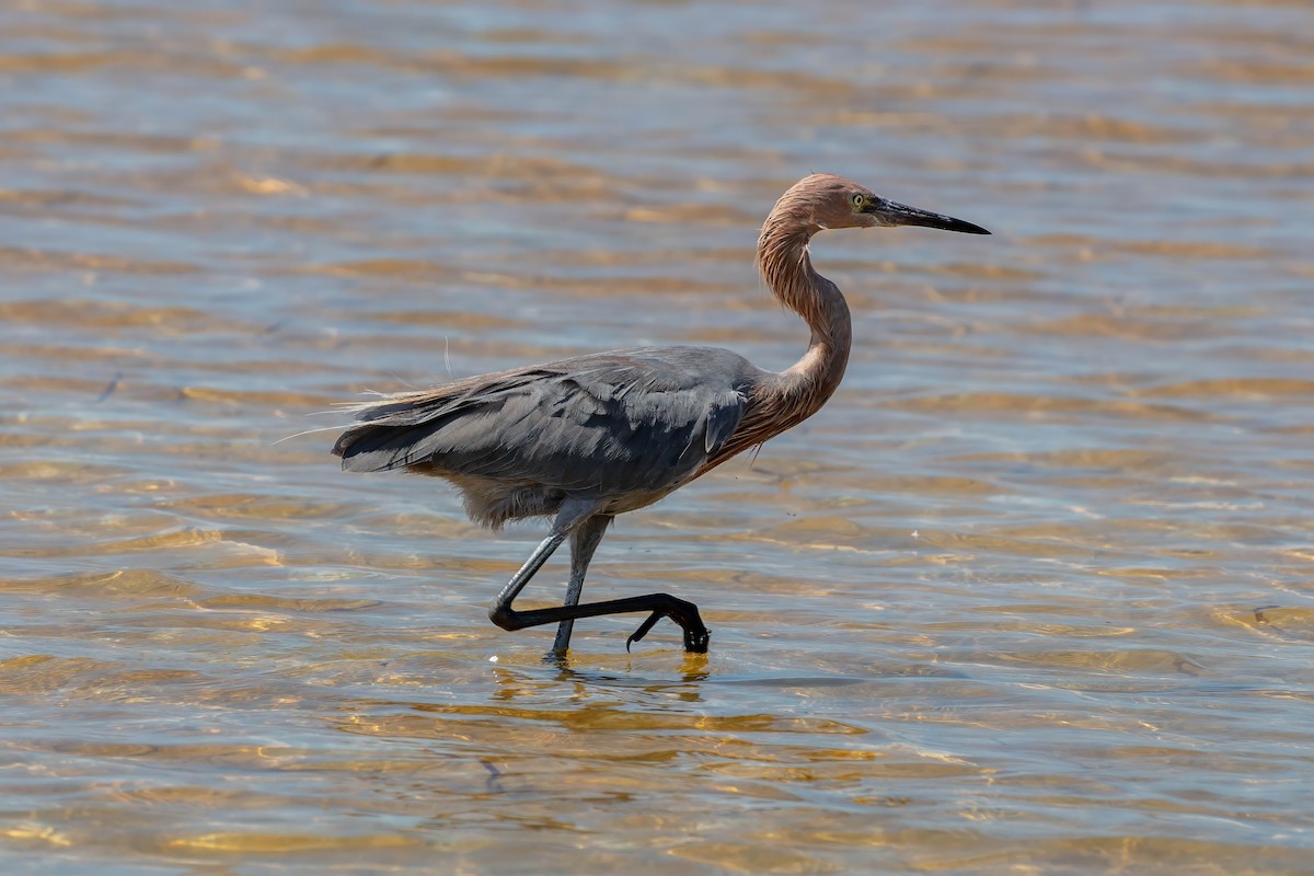 Reddish Egret - ML642191620