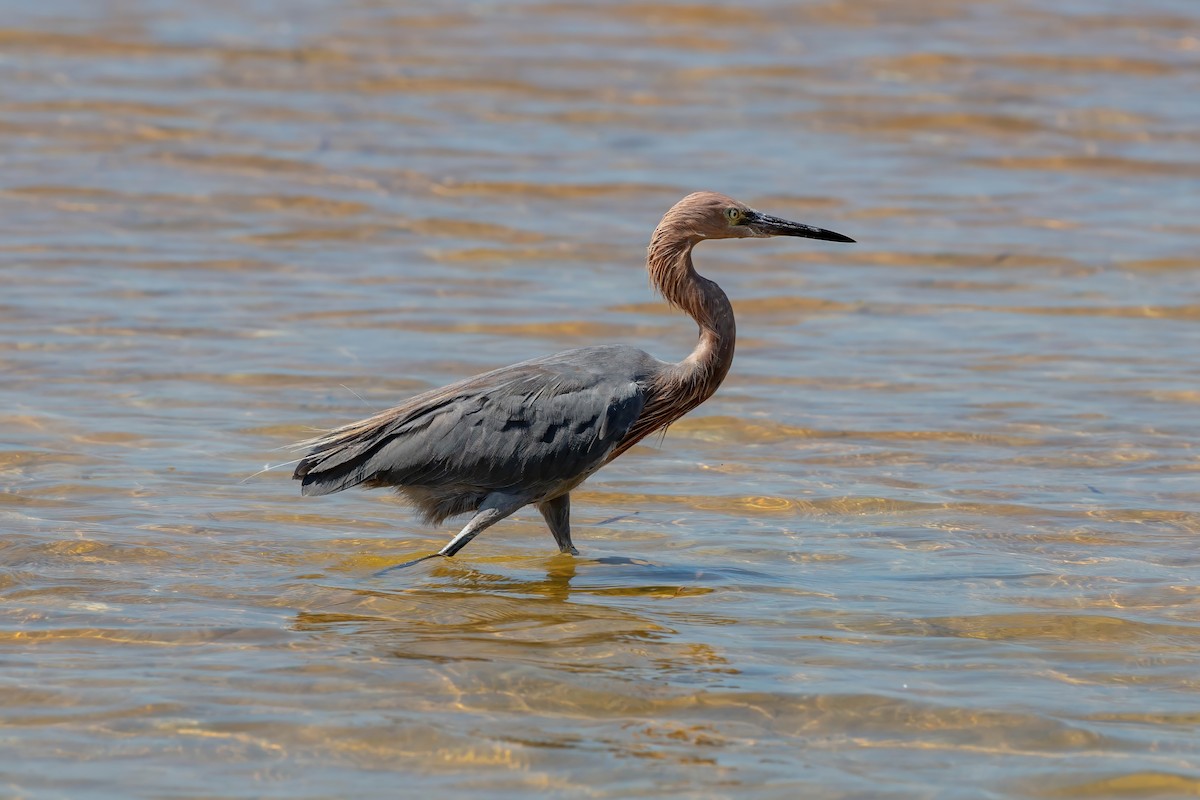 Reddish Egret - ML642191621