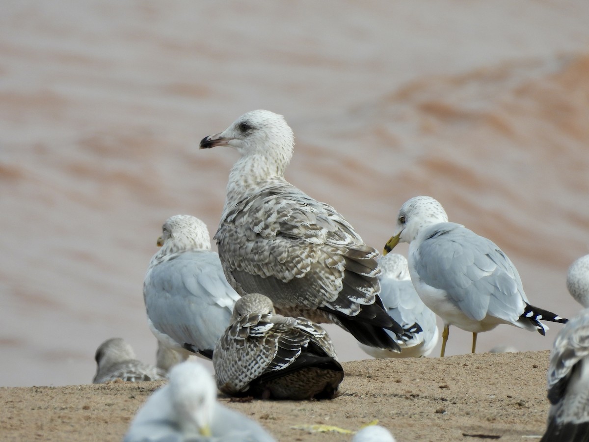 American Herring Gull - ML642191638