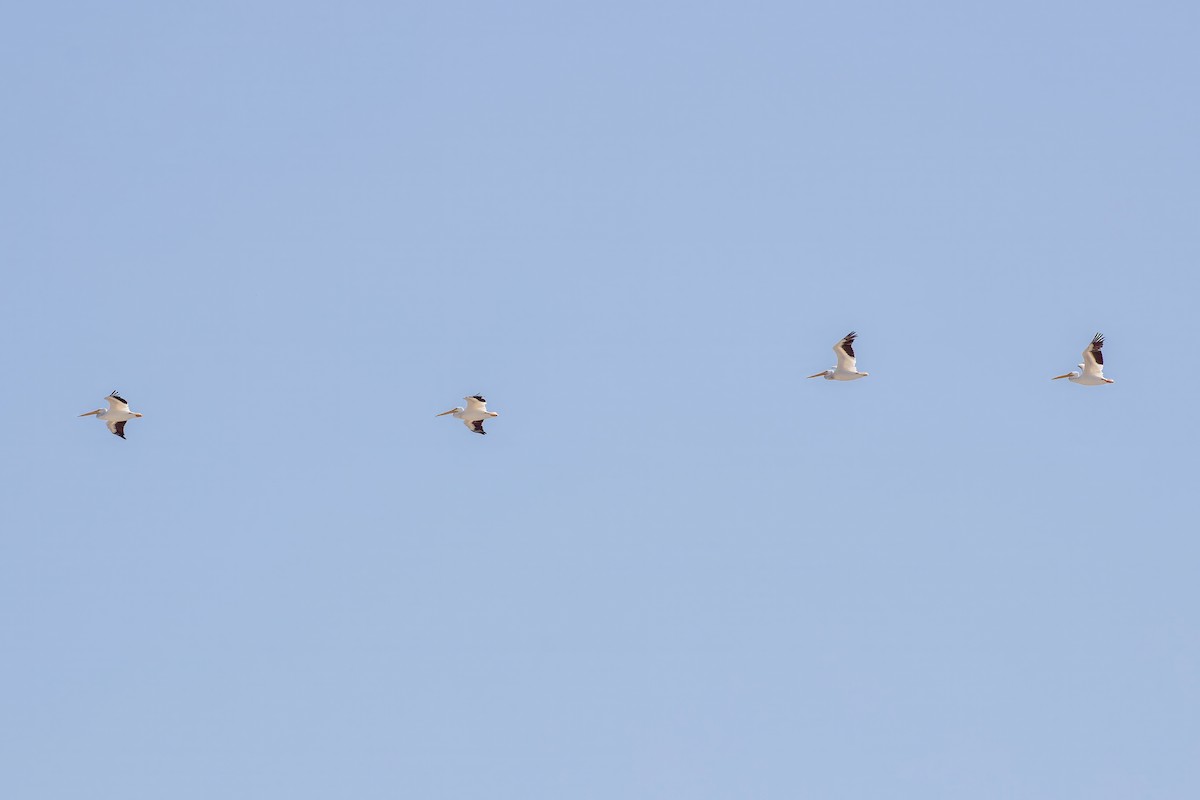 American White Pelican - ML642191665