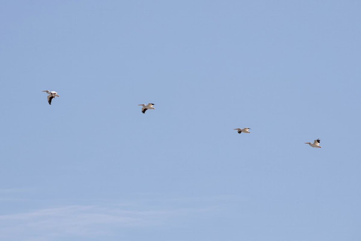 American White Pelican - ML642191666