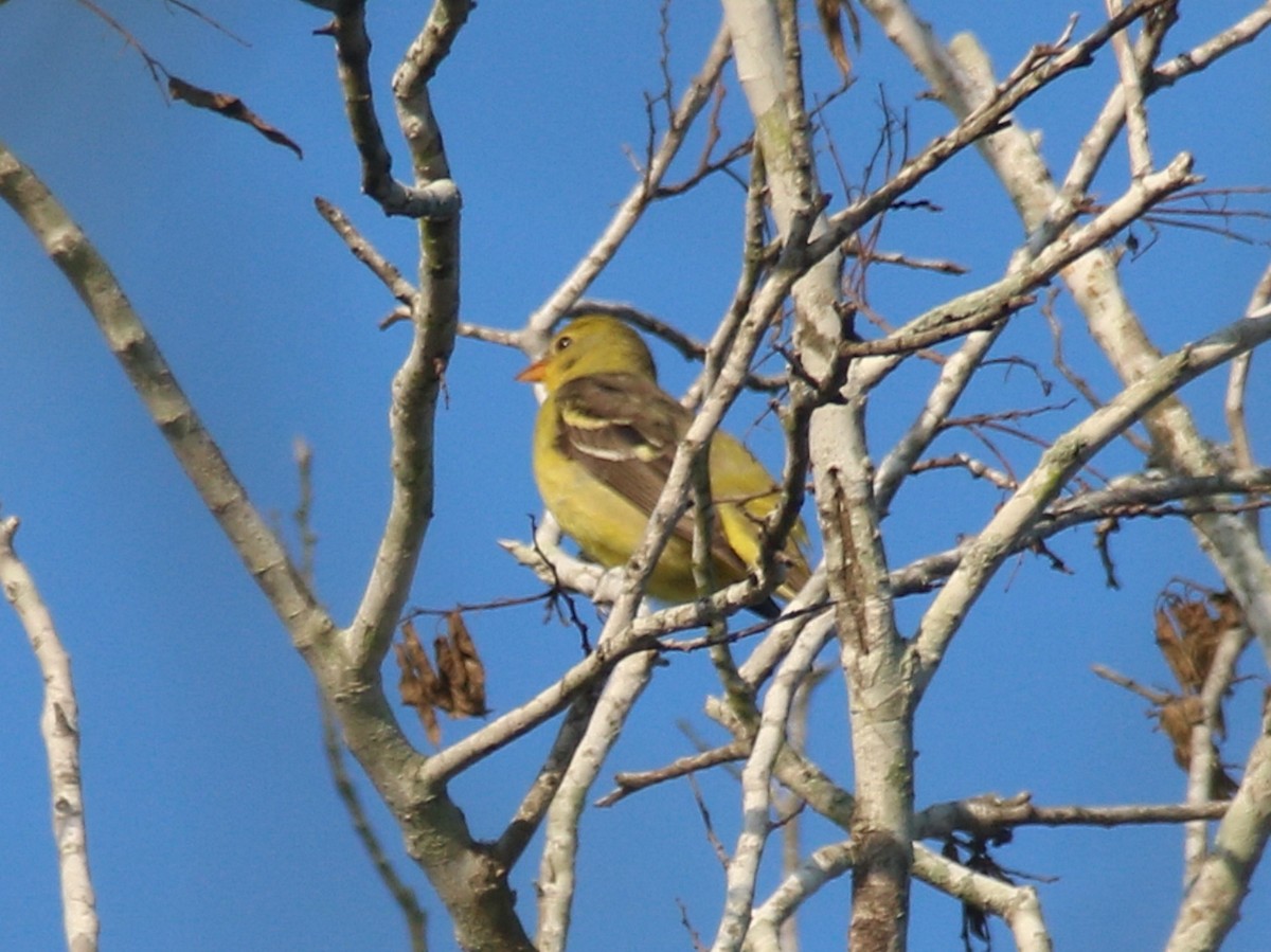 Western Tanager - ML642191673