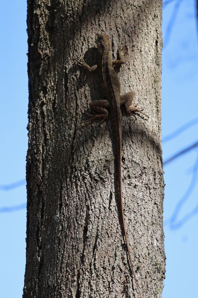 Eastern Water Dragon - ML642191679