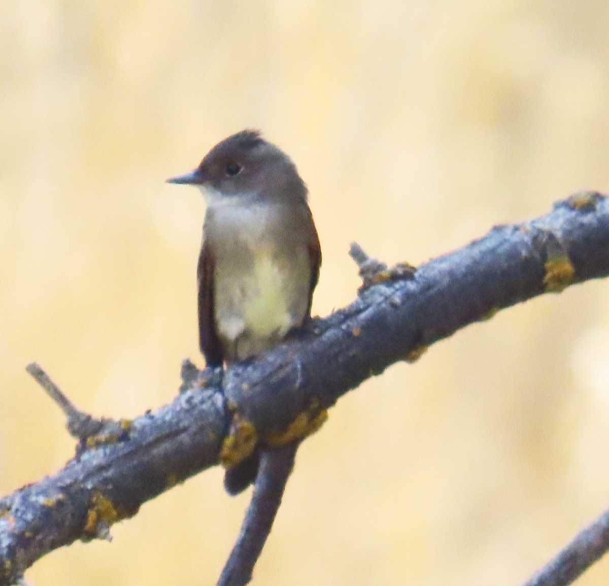 Western Wood-Pewee - ML642191685