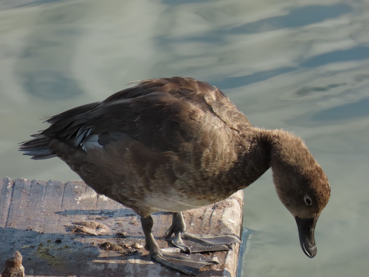 Ring-necked Duck - ML642191690
