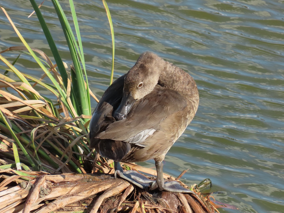 Ring-necked Duck - ML642191694