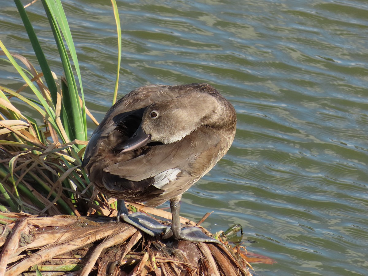 Ring-necked Duck - ML642191695