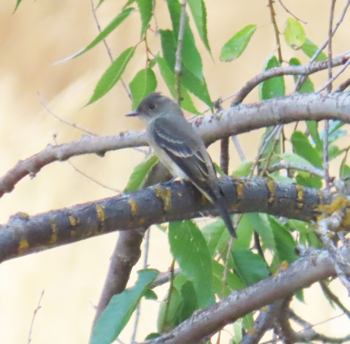 Willow Flycatcher - ML642191699
