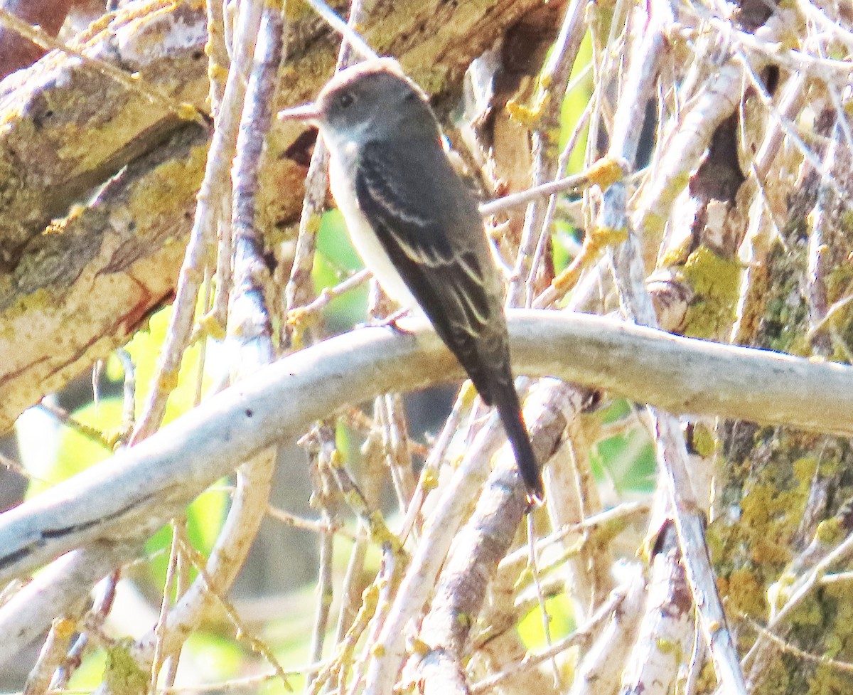 Willow Flycatcher - ML642191707