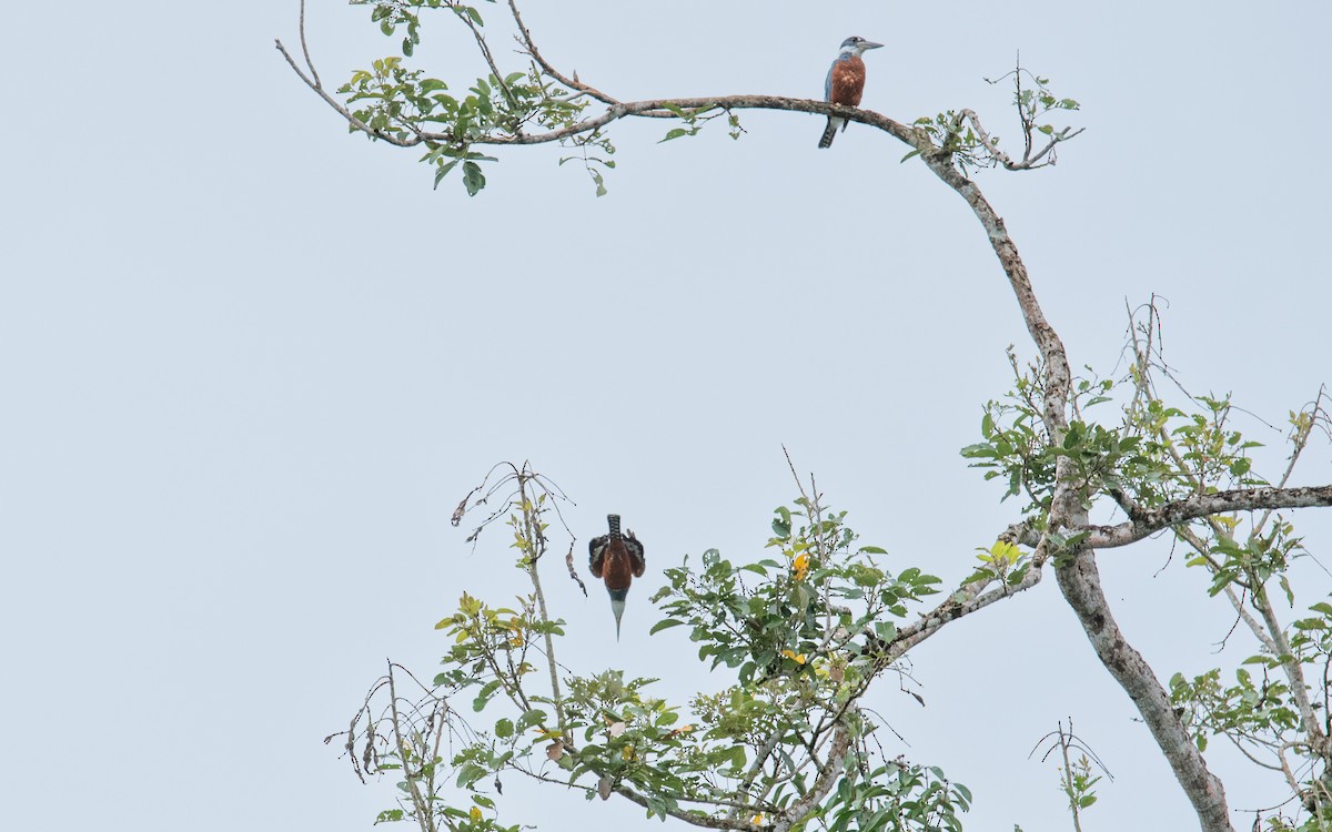 Ringed Kingfisher - ML642191725