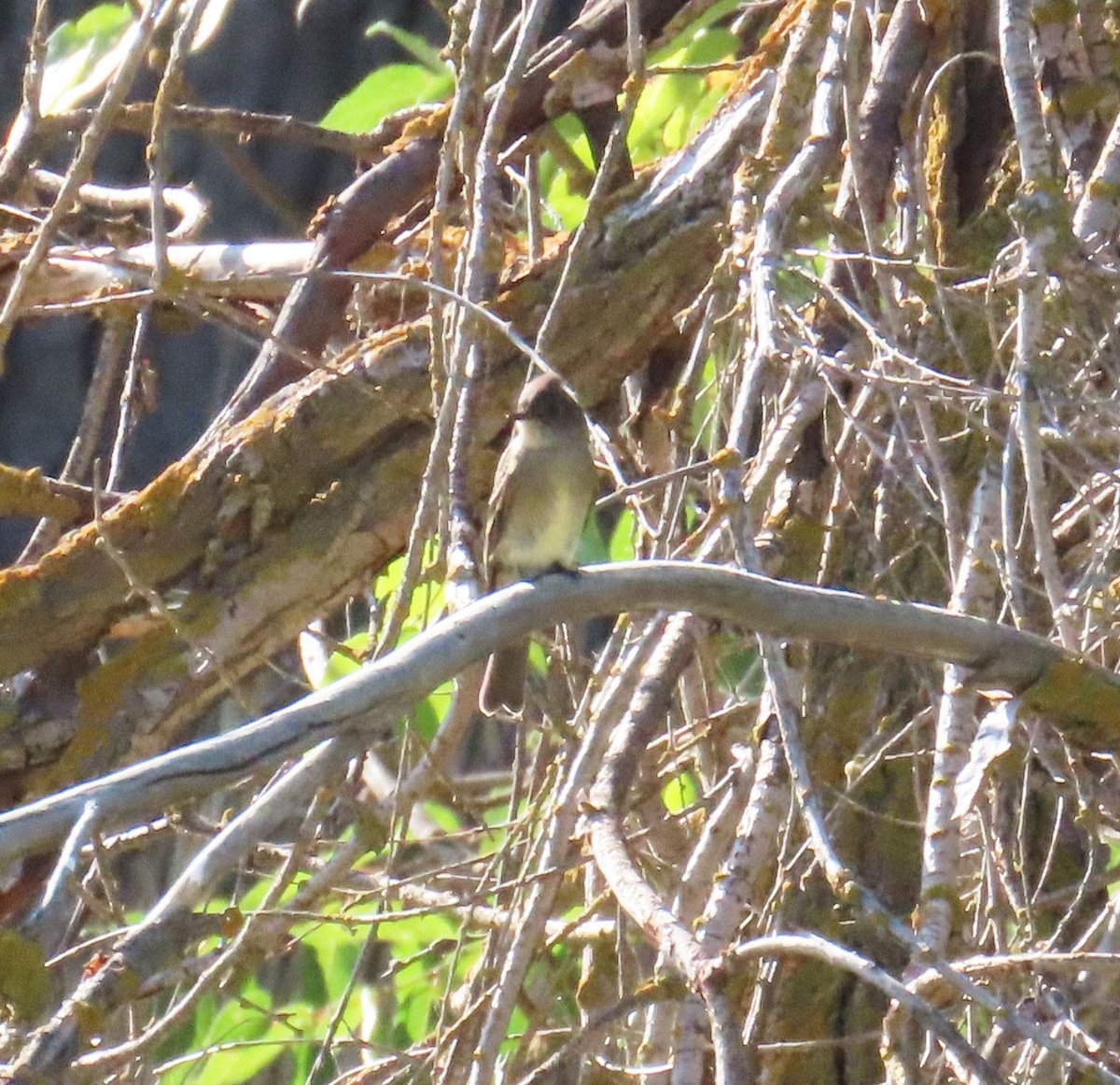 Willow Flycatcher - ML642191726