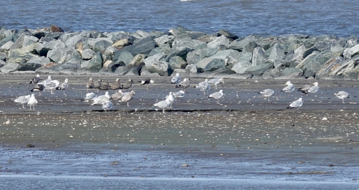 American Herring Gull - ML642191751