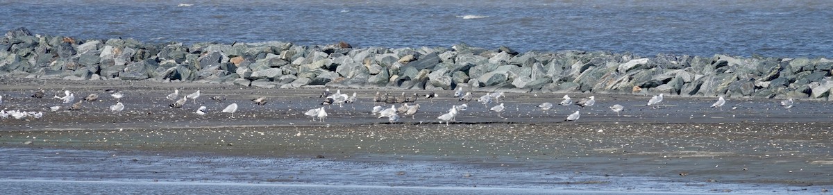 American Herring Gull - ML642191752