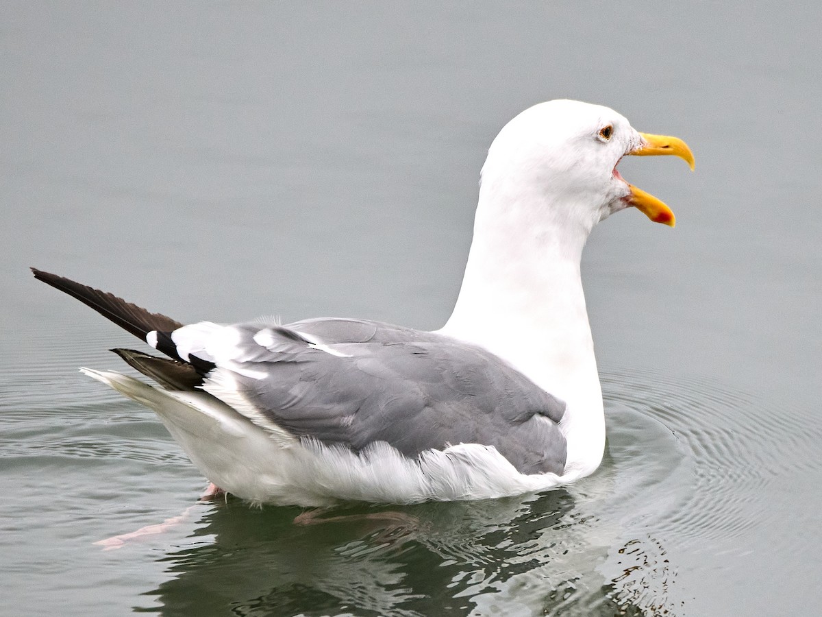 Gaviota Occidental - ML642191757