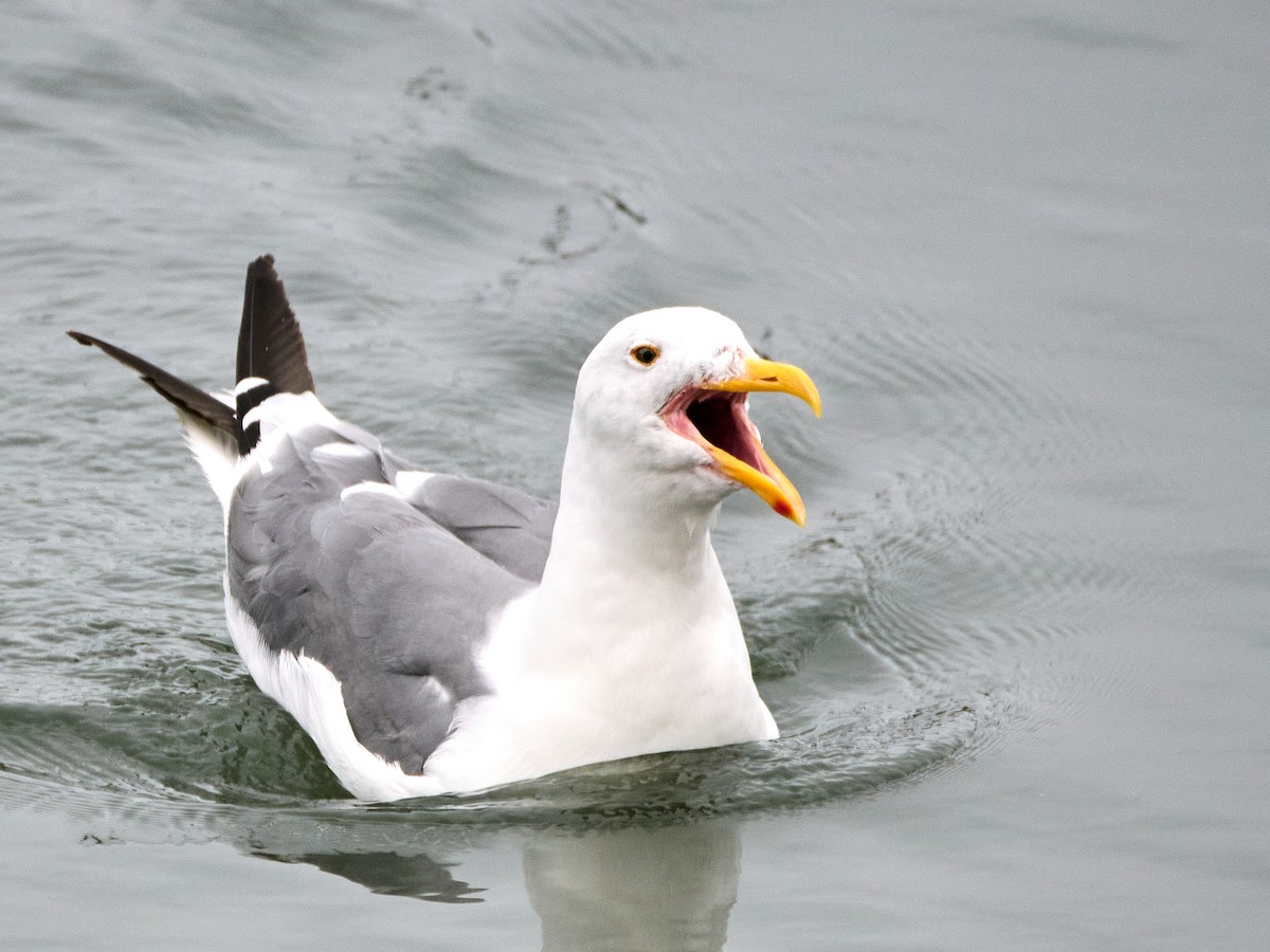 Gaviota Occidental - ML642191772