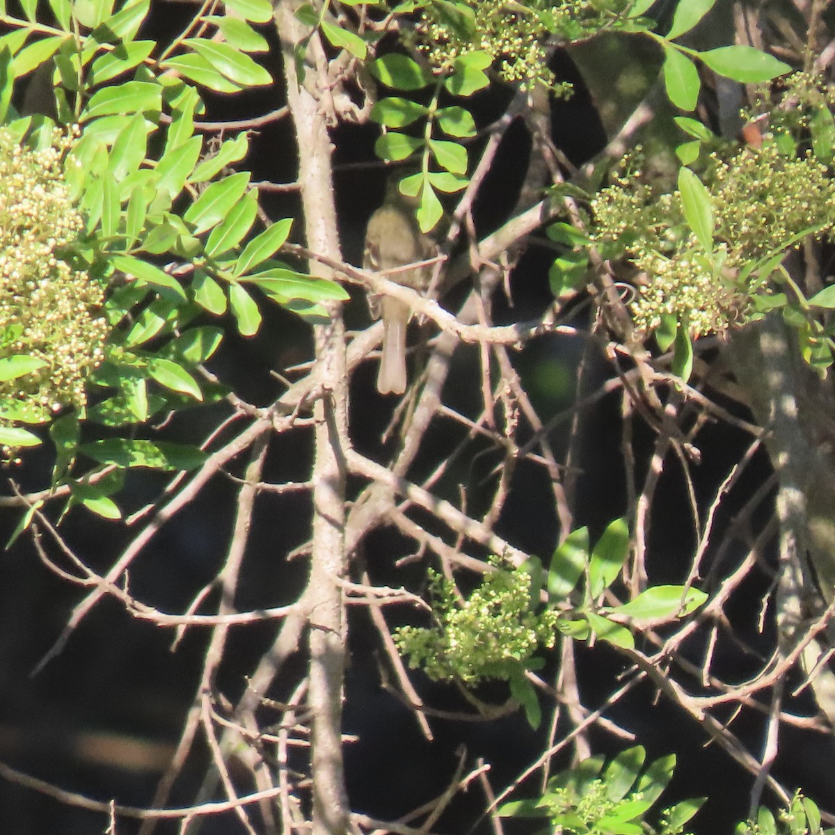 Western Flycatcher - ML642191779