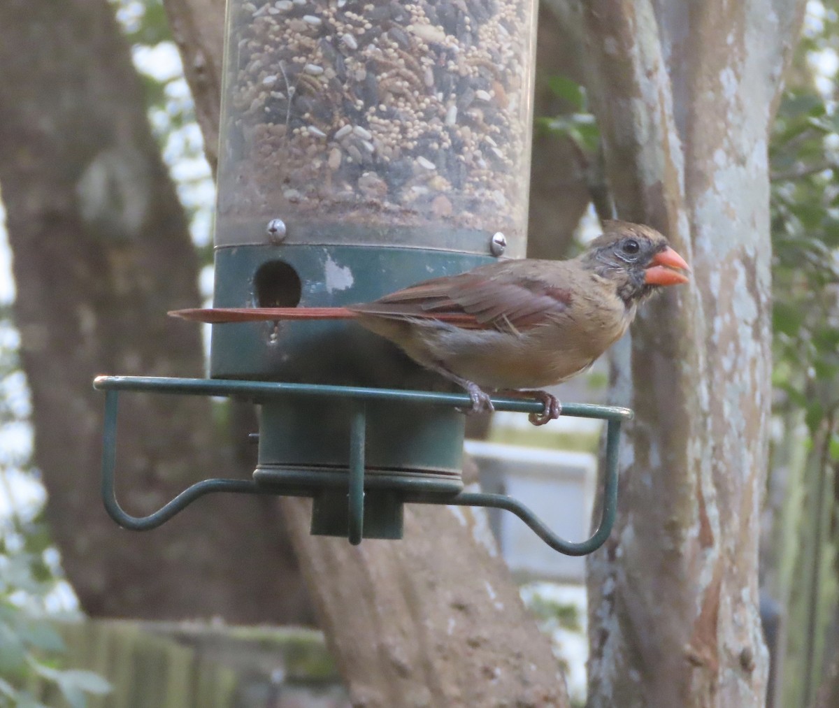 Northern Cardinal - ML642191783