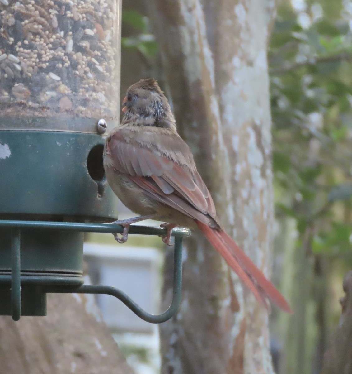 Northern Cardinal - ML642191784