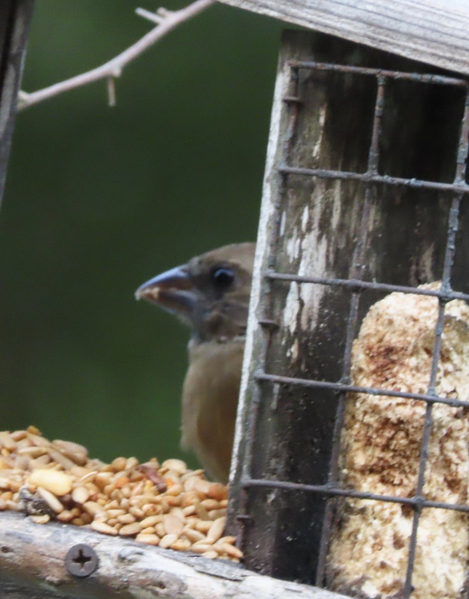 Northern Cardinal - ML642191785