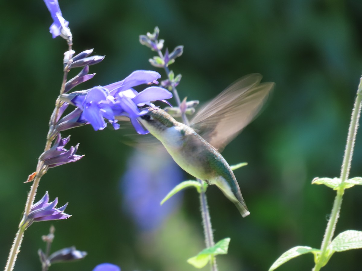Colibri à gorge rubis - ML642191788