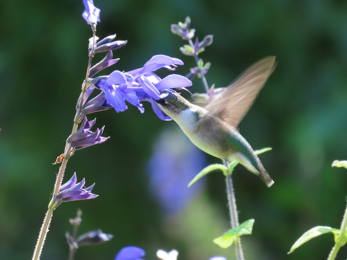 Colibri à gorge rubis - ML642191794