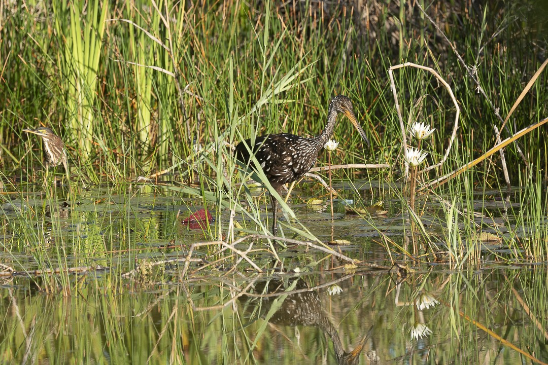 Limpkin - ML642191825