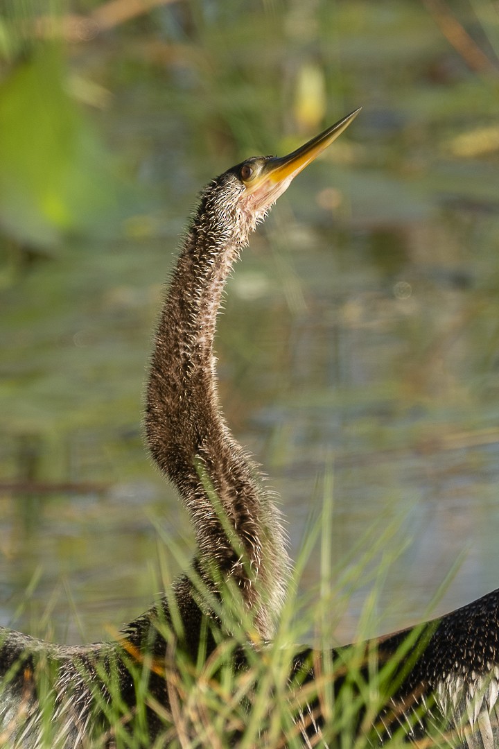 Anhinga - ML642191845