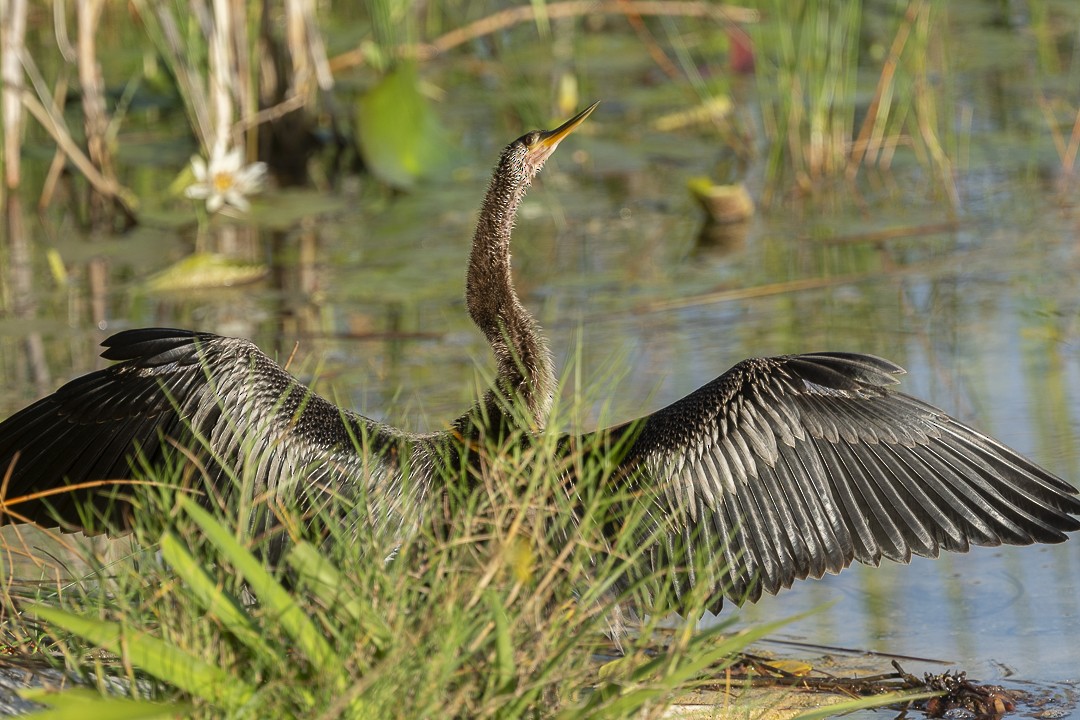 Anhinga - ML642191846