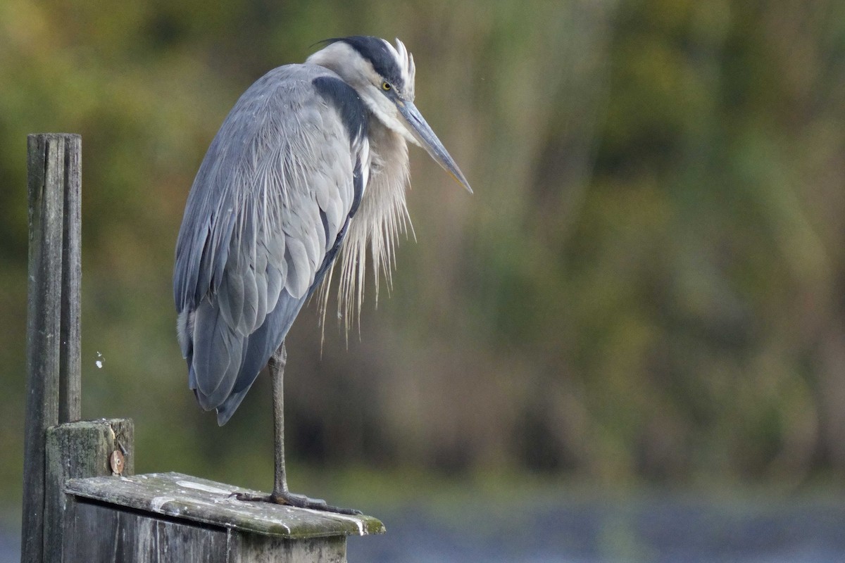 Great Blue Heron - ML642191859