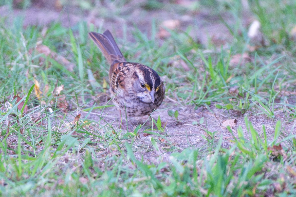 White-throated Sparrow - ML642191861