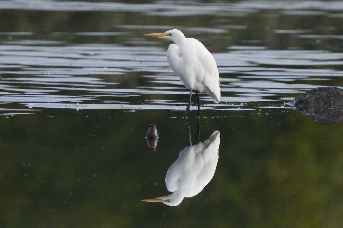Great Egret - ML642191862