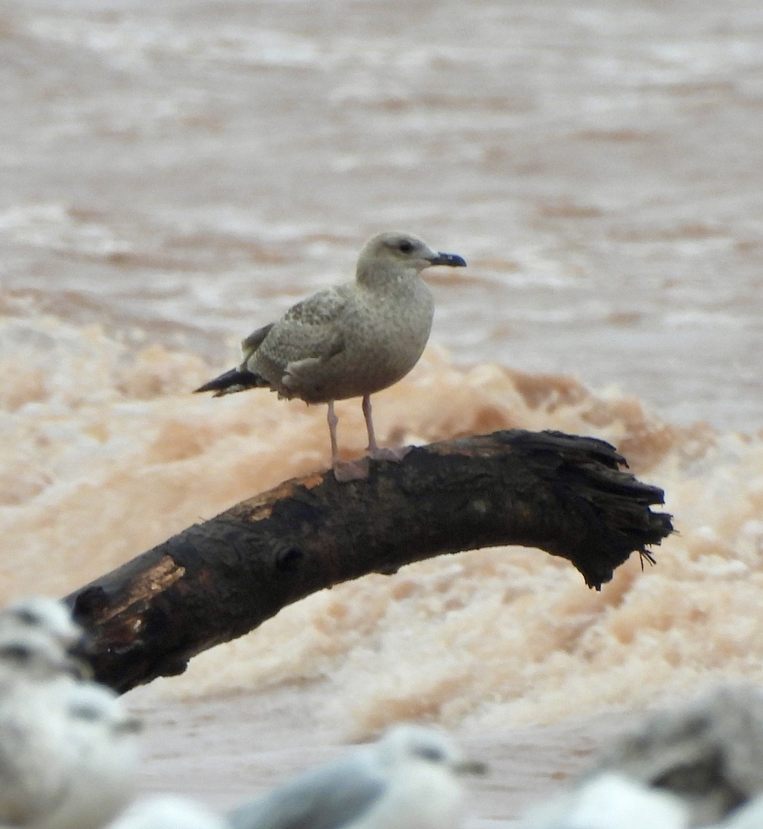American Herring Gull - ML642191864