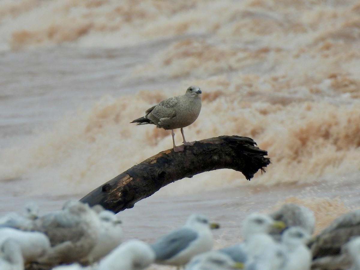 American Herring Gull - ML642191865