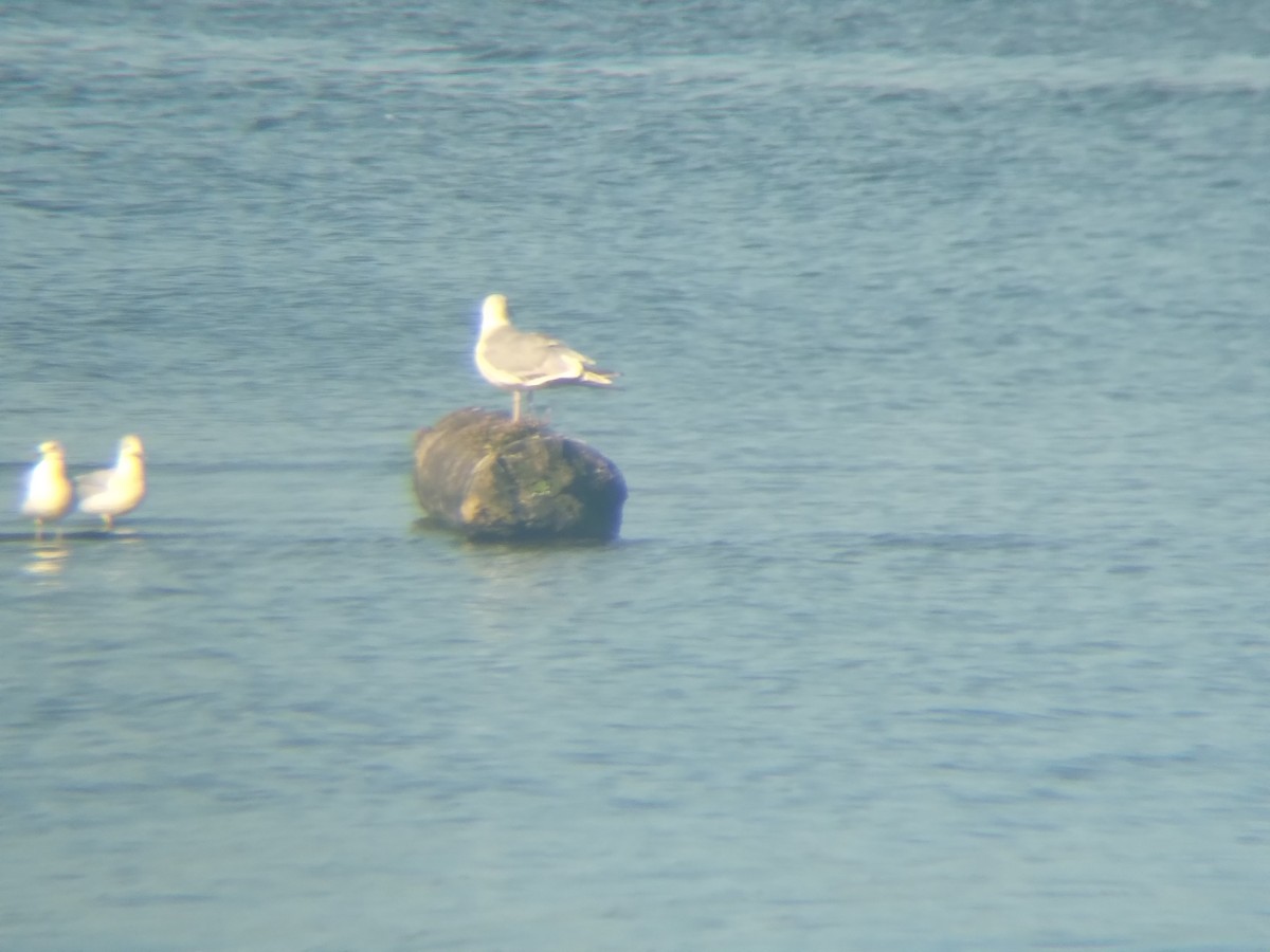 American Herring Gull - ML642191867