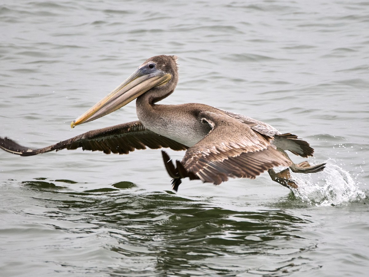 Brown Pelican - ML642191868