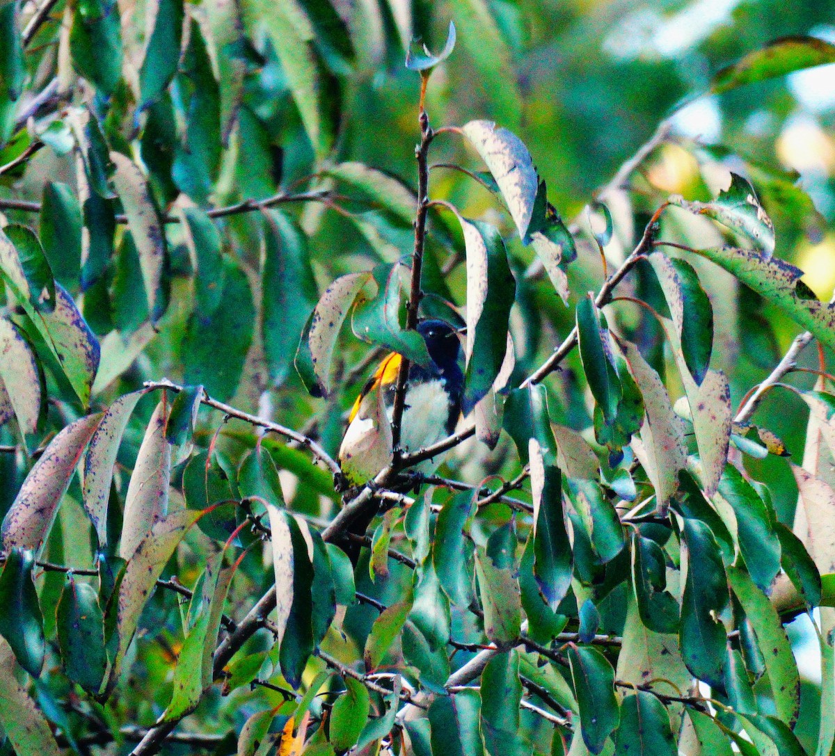 American Redstart - ML642191870